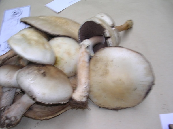 AGARICUS ARVENSIS 